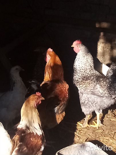 Молодые петухи