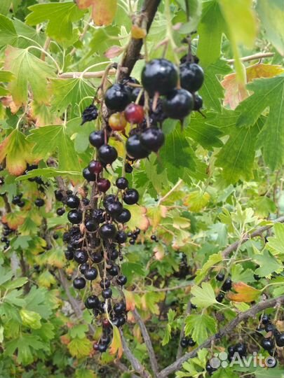 Саженецы ремонтантная малина, йошта, облепиха