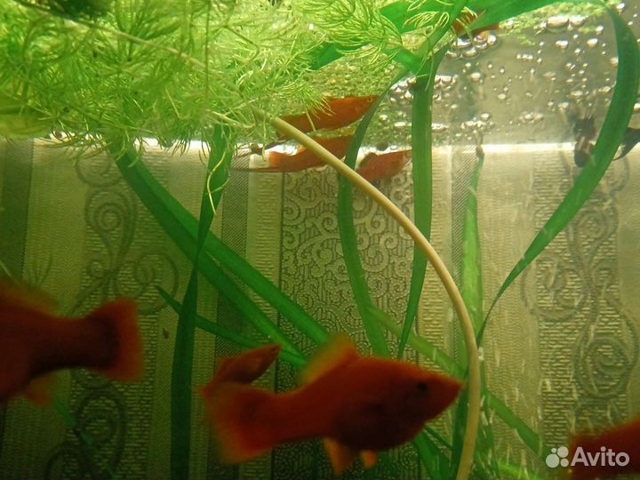 Меченосцы самцы