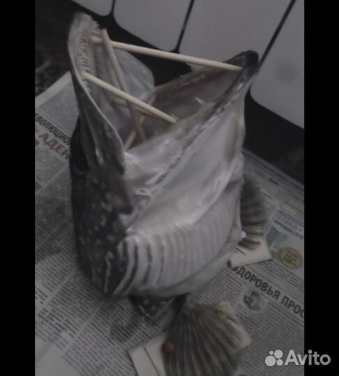 Чучело щуки