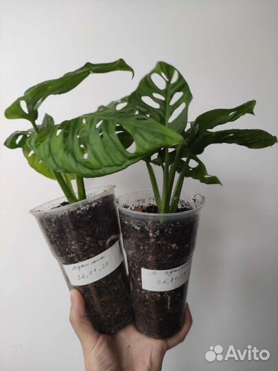 Монстера Адансона