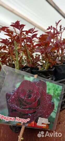 Английская Роза кустовая и плетистая