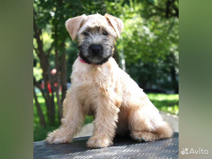 Ирландский мягкошёрстный пшеничный терьер