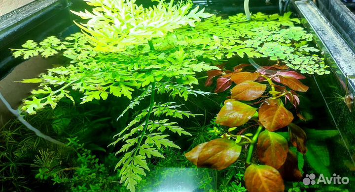Аквариумные растения набор