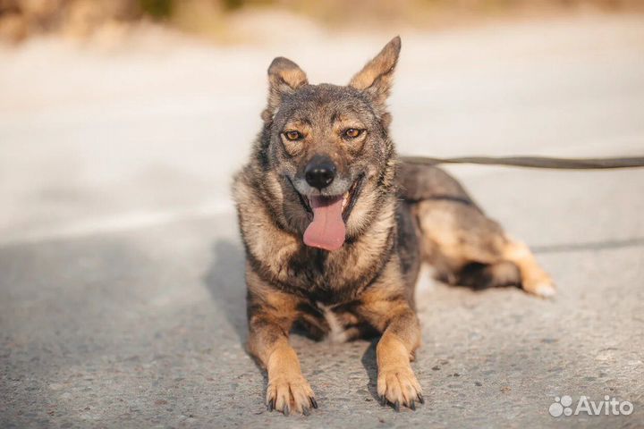 Маленькая собака ждет чуда