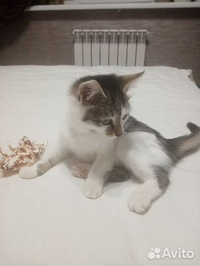 Котенок
