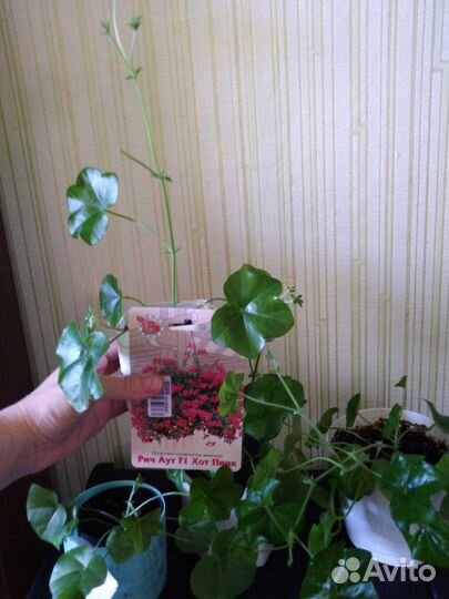 Комнатные цветы в горшках и черенками