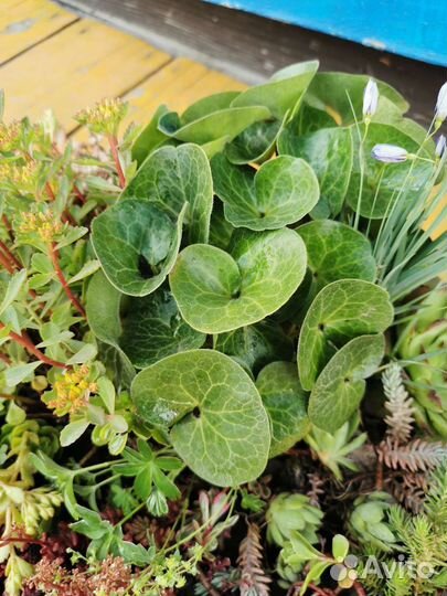 Почвопокровные растения