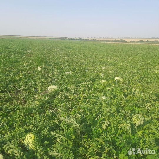 Арбуз оптом