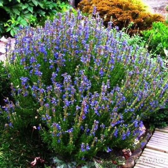 Иссоп. Эстрагон. Полынь, в т.ч. декоративная