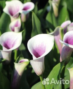 Каллы в ассортименте