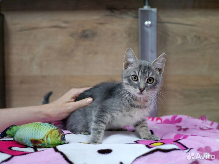 Малыш Кисик в добрые руки