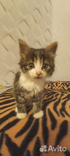 Котенок девочка 1,5 мес