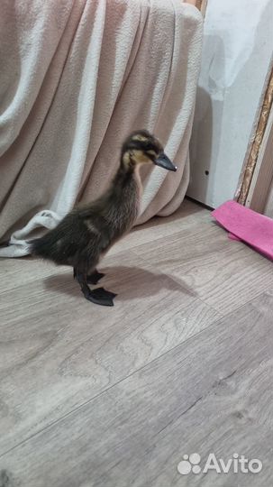 Индийский бегунок/ куриные инкубационное я