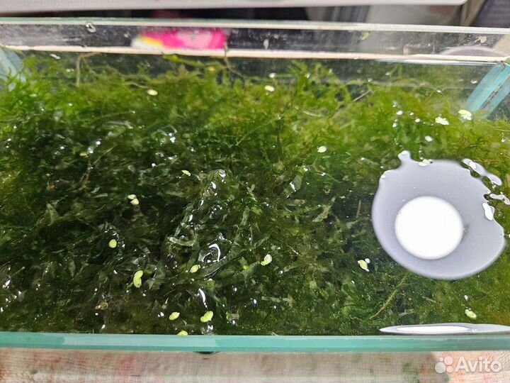 Мох для аквариума
