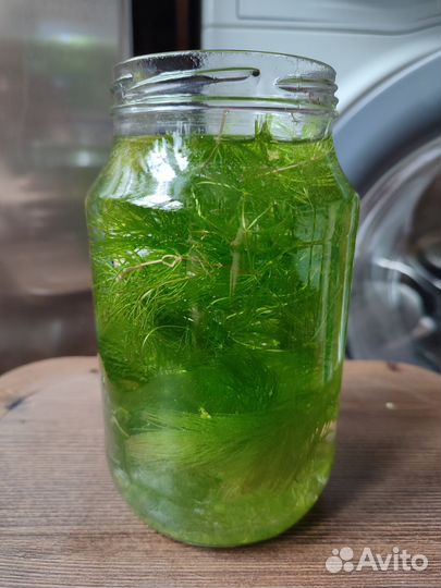 Роголистник в аквариум