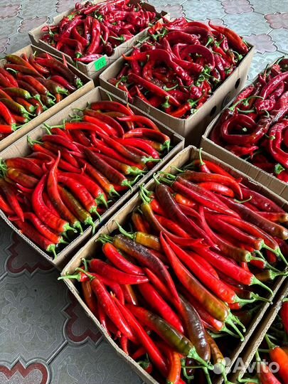 Горький перец