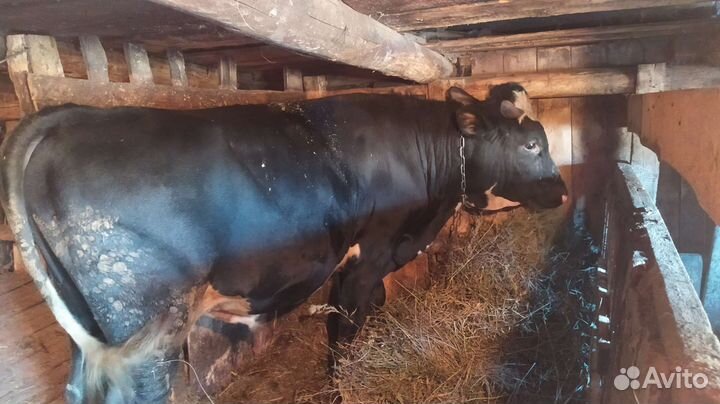 Продается бык