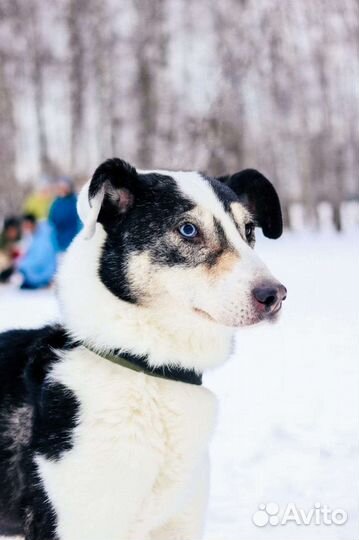 Собака бесплатно в хорошую семью