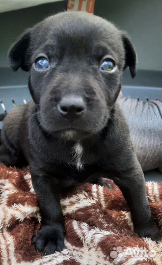 Ксоло мексиканская голая собака девочка медео