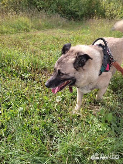 Собака из приюта ждёт хозяев