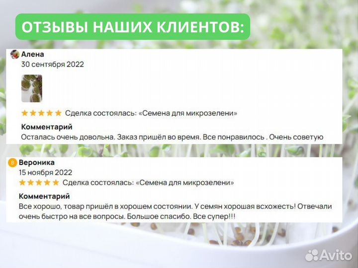 Микрозелень зеленого гороха