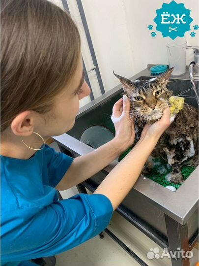 Мытье и экспресс-линька кота и кошки в Тюмени