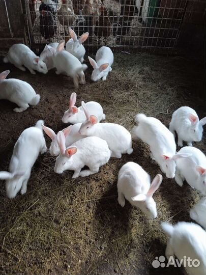 Кролик Белый панон 1 кг живого веса