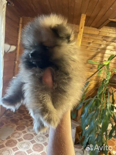 Щенки шпица