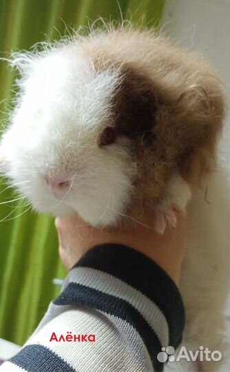 Тедди Швейцарский