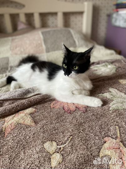 Кошка в добрые руки