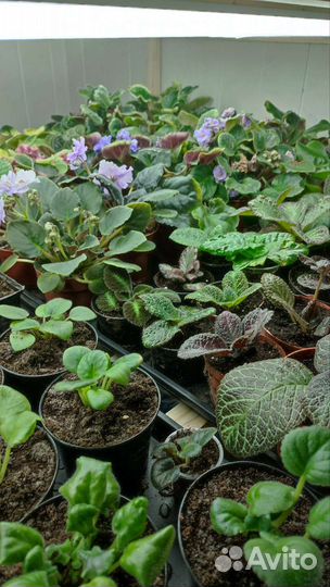 Цветы эписция