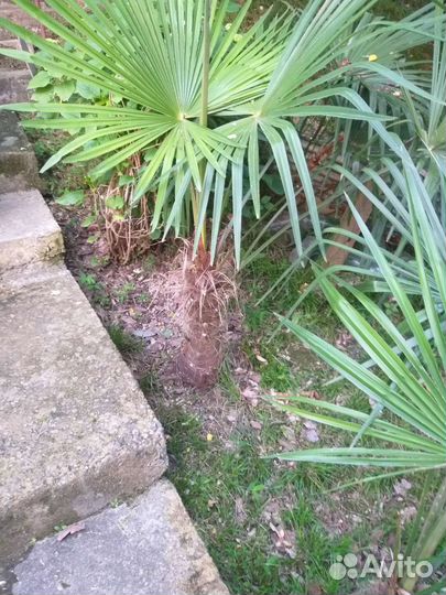 Пальма веерная