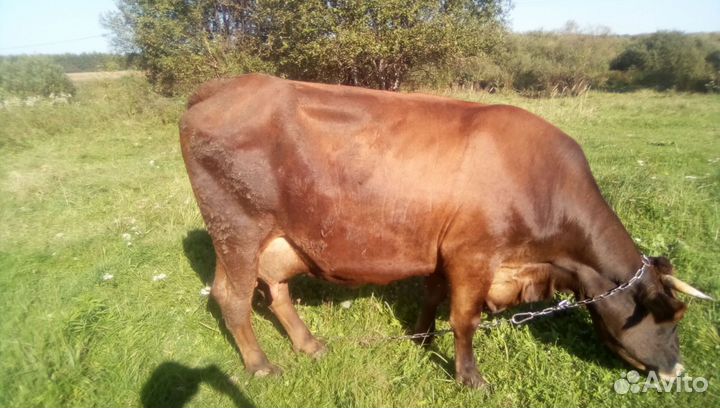 Коровы швицкой породы