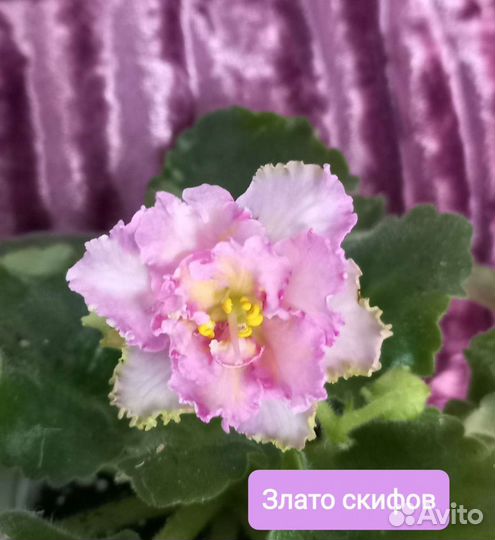 Сортовые фиалки