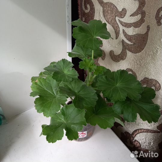 Пеларгония герань Djageshüsе Sara cтартер