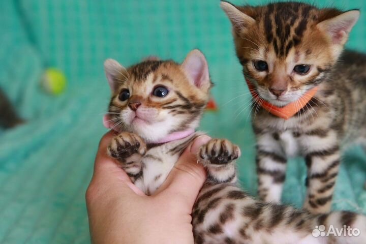 Бенгальские котята
