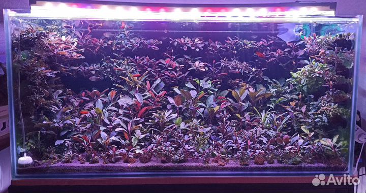 Буцефаландры