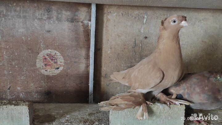 Голуби узбекские