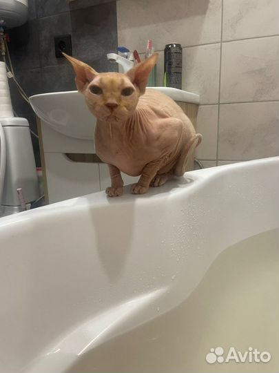 Донской сфинкс