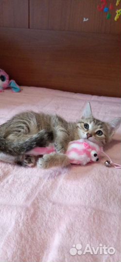 Котенок Мия