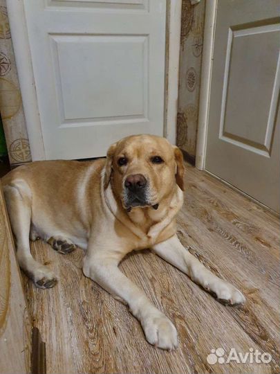 Кобель лабрадора вязка