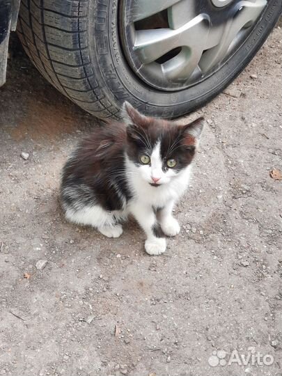 Котята в опасности