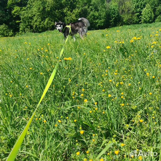 Выгул собак