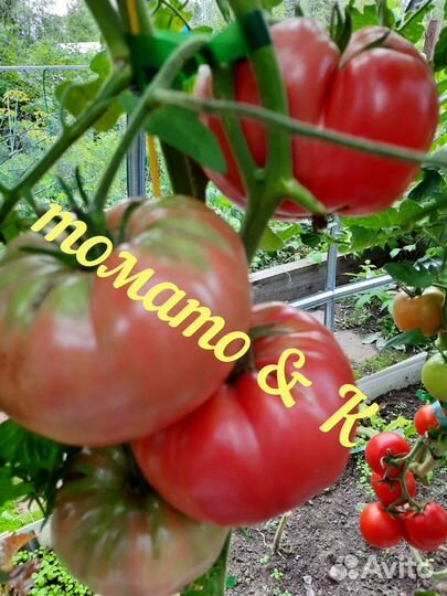 Семена коллекционных томатов