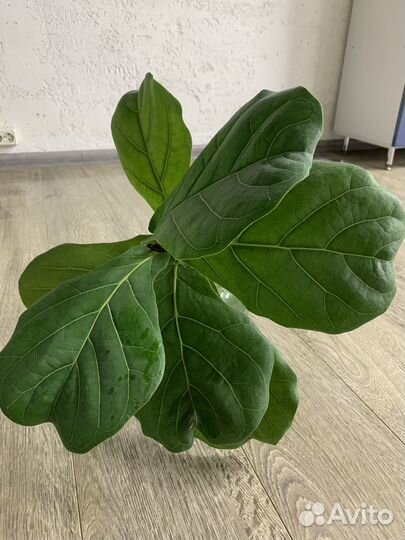 Фикус лировидный