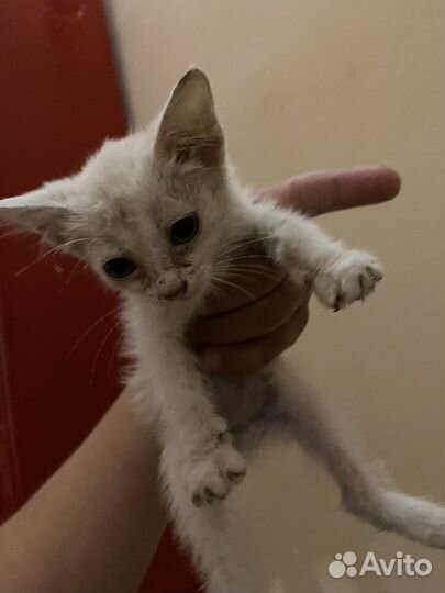 Белый пушистый котенок