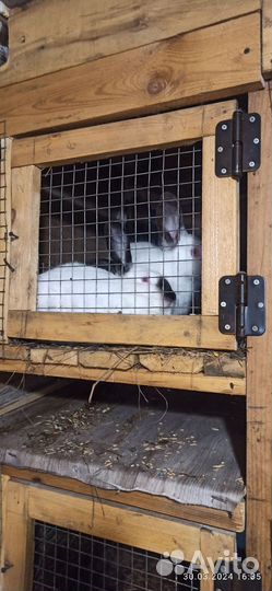 Калифорнийские кролики