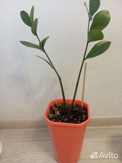 Замиокулькас