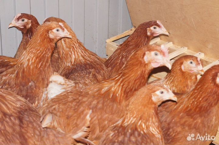 Молодняк птицы